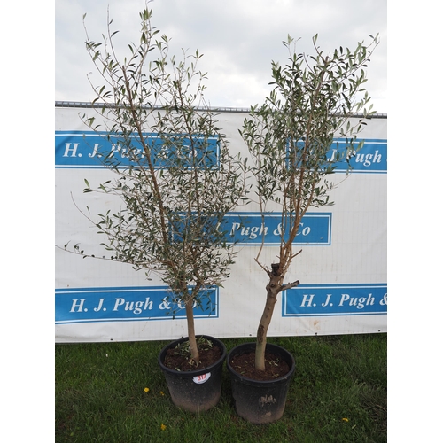 317 - Standard olives 5ft - 2