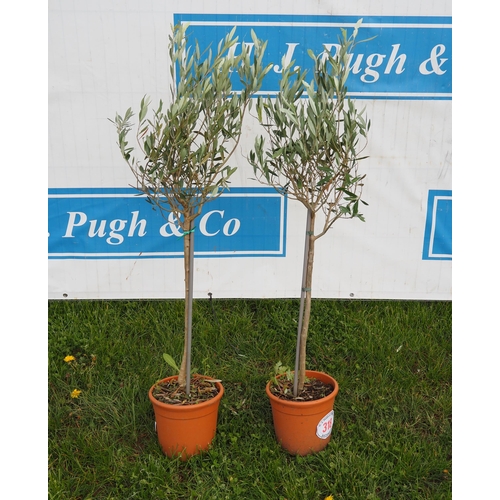 318 - Standard olives 3ft - 2