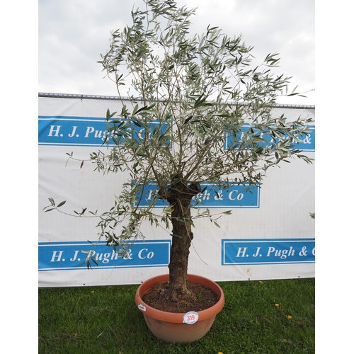 319 - Standard olive 5ft - 1