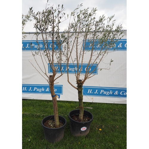 320 - Standard olives 5ft - 2