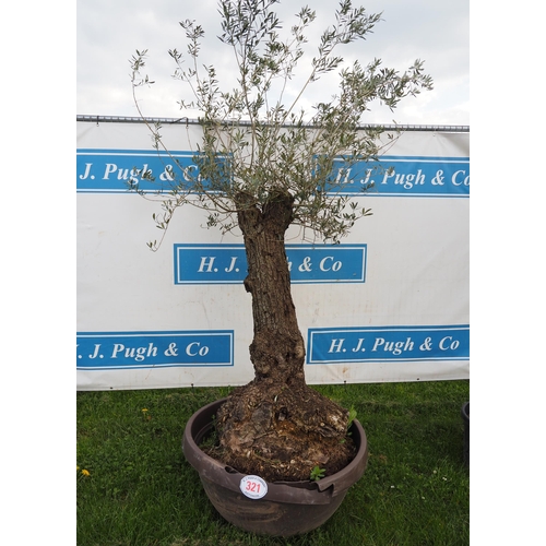 321 - Specimen olive 6ft - 1