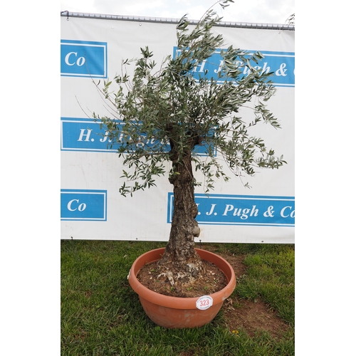 323 - Standard olive 4ft - 1