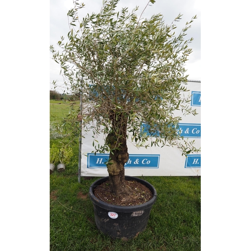 327 - Specimen olive 6ft - 1