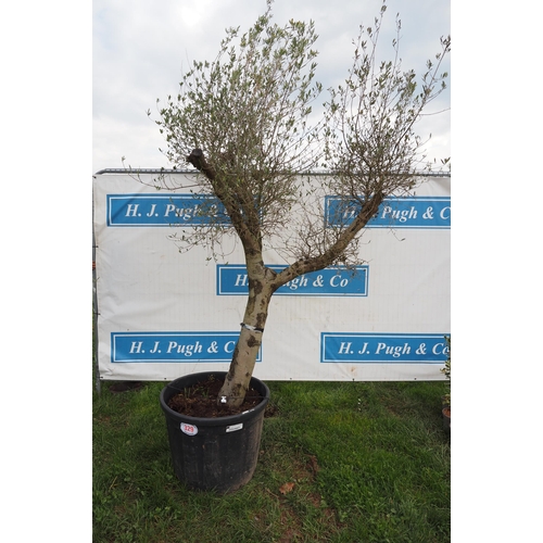 329 - Standard olive 8ft - 1