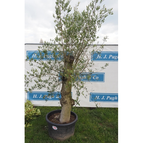 330 - Standard olive 6ft - 1