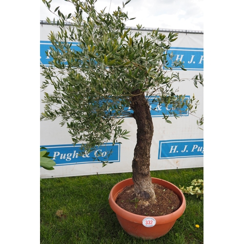 332 - Standard olive 5ft - 1