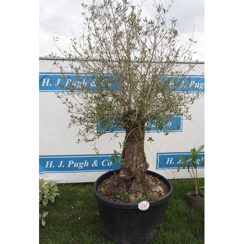 334 - Specimen olive 6ft - 1