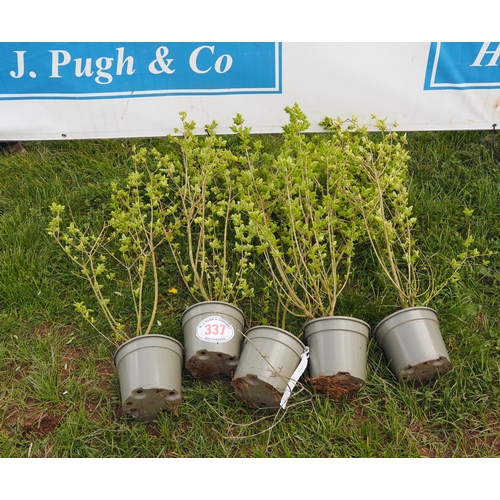 337 - Ligustrum - 5