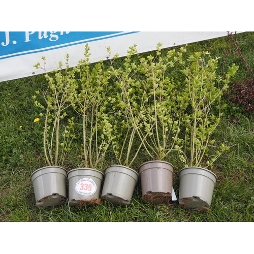 339 - Ligustrum - 5