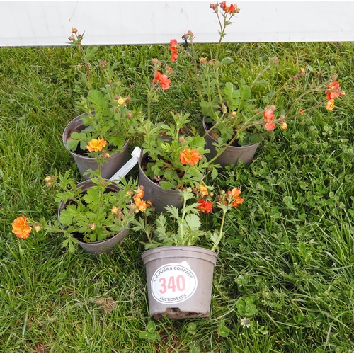 340 - Geum - 5