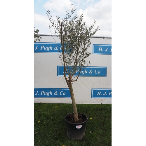 345 - Standard olive 5ft - 1