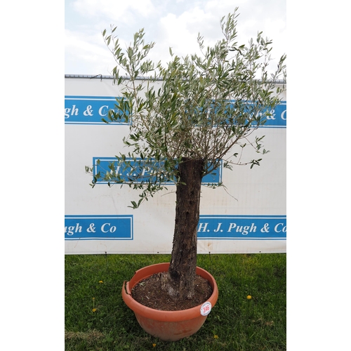 346 - Standard olive 6ft - 1