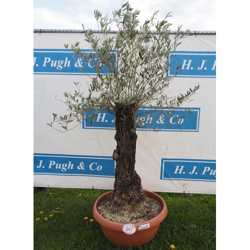 347 - Standard olive 5ft - 1