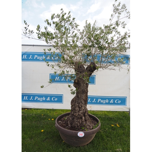 348 - Specimen olive 7ft - 1