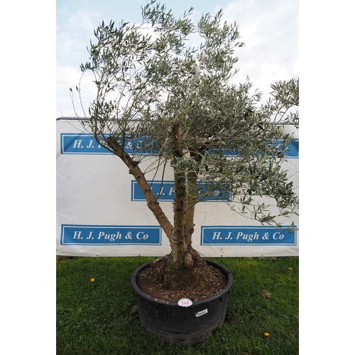 349 - Specimen olive 8ft - 1