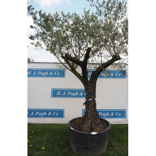 350 - Specimen olive 10ft - 1