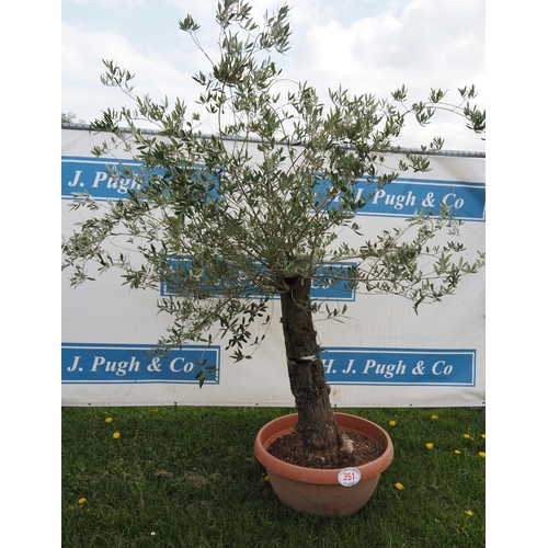 351 - Standard olive 6ft - 1