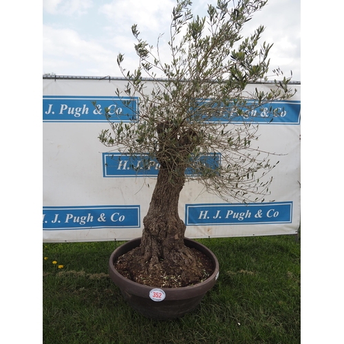 352 - Specimen olive 7ft - 1