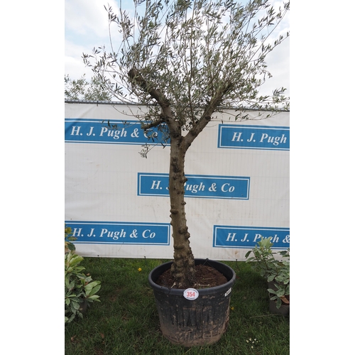 354 - Specimen olive 8ft - 1