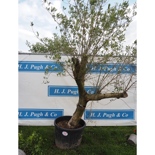 358 - Standard olive 8ft - 1