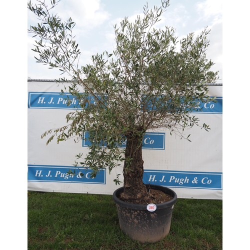 360 - Specimen olive tree 8ft - 1