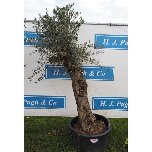 362 - Specimen olive tree 6ft - 1