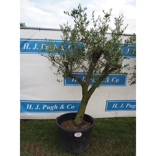 363 - Standard olive 6ft - 1