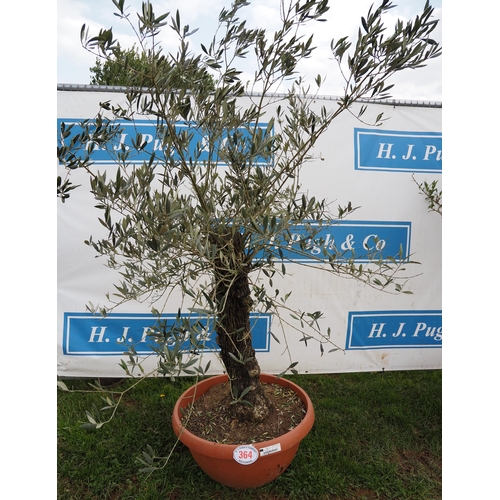 364 - Standard olive 6ft - 1