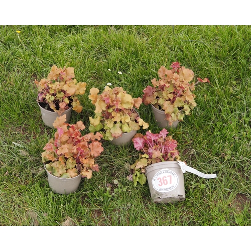 367 - Heuchera - 5