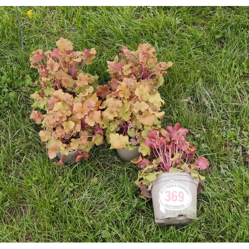 369 - Heuchera - 5