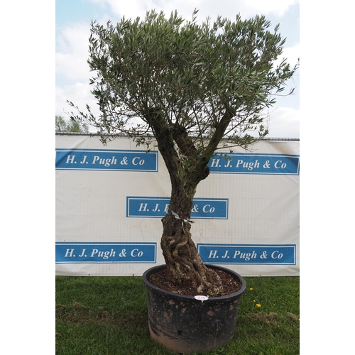 379 - Specimen olive 8ft - 1