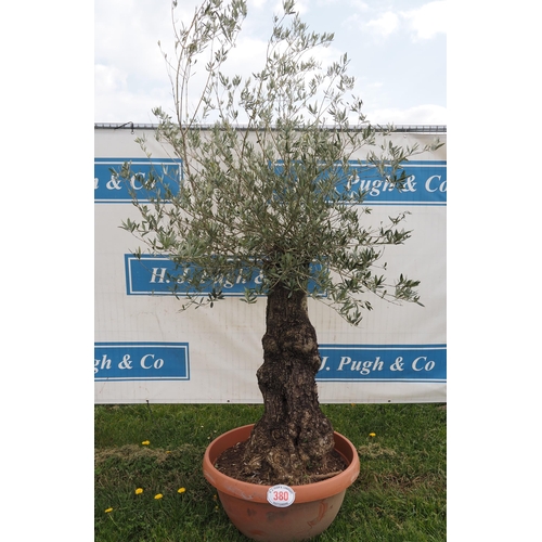 380 - Specimen olive 7ft - 1