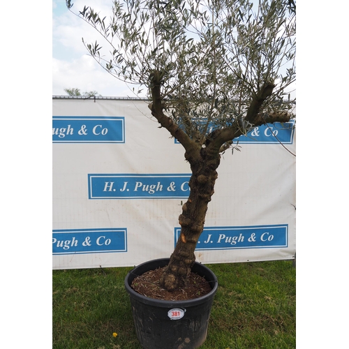 381 - Specimen olive 8ft - 1