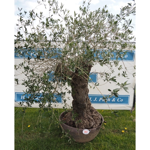 382 - Specimen olive 7ft - 1