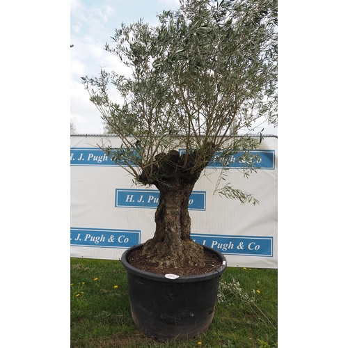 383 - Specimen olive 10ft - 1