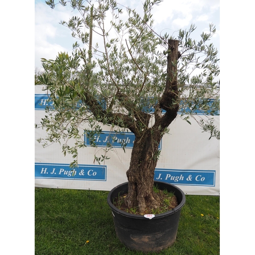 384 - Specimen olive 8ft - 1