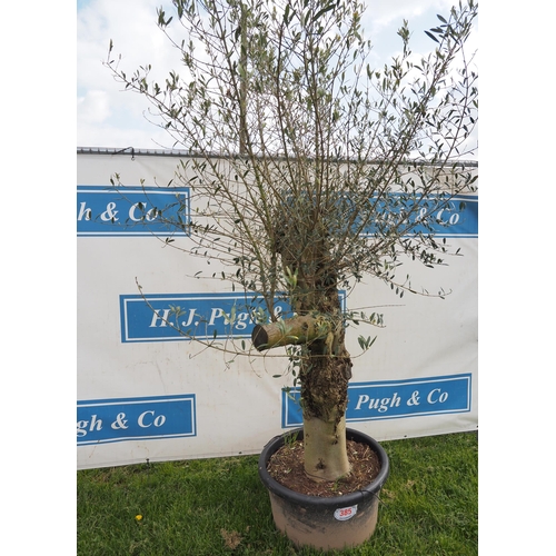 385 - Specimen olive 8ft - 1