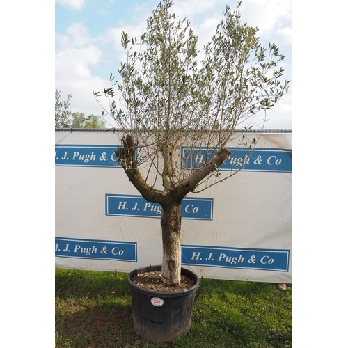 386 - Specimen olive 8ft - 1