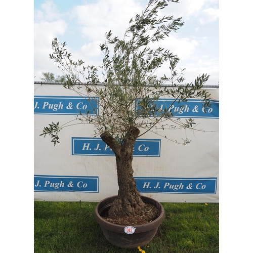 387 - Specimen olive 7ft - 1