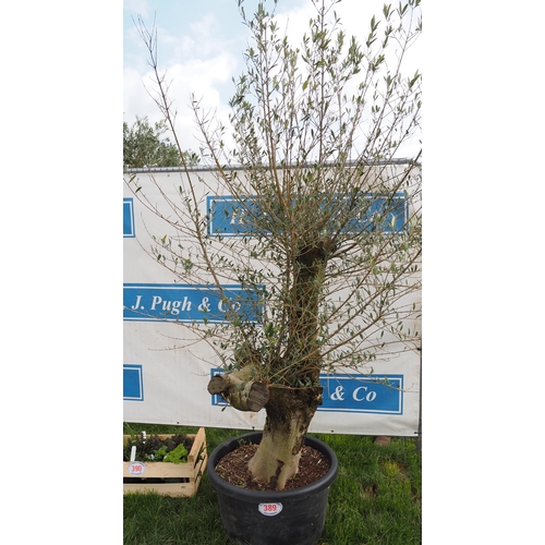 389 - Specimen olive 5ft - 1