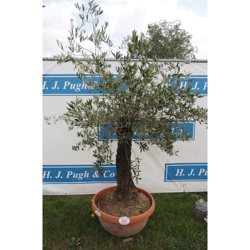 392 - Standard olive 6ft - 1