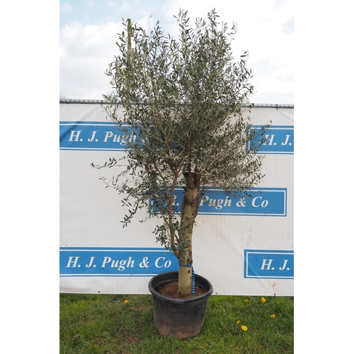 393 - Standard olive 7ft - 1