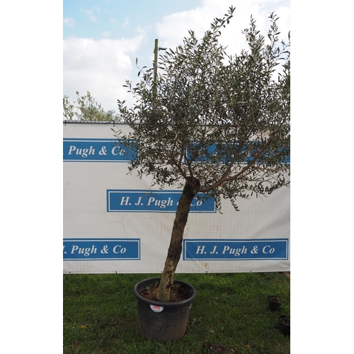 395 - Standard olive 7ft - 1