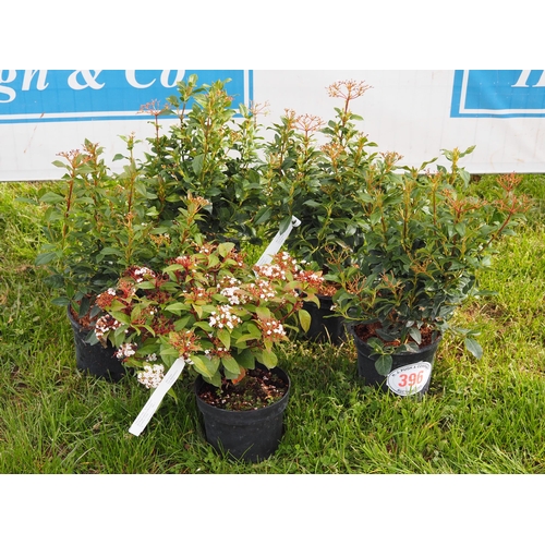 396 - Viburnum - 5