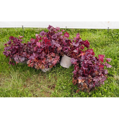 398 - Heuchera - 5