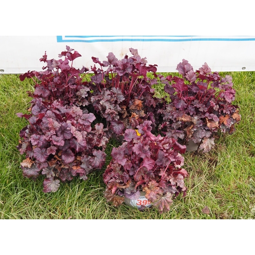 399 - Heuchera - 5