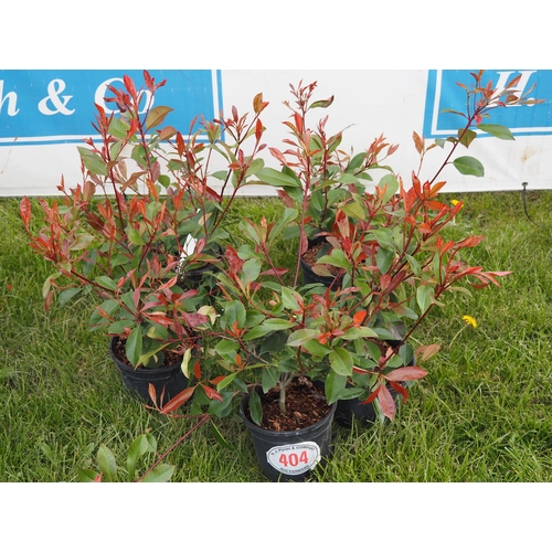 404 - Photinia - 5