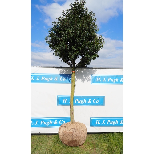 423 - Prunus rootball 10ft - 1