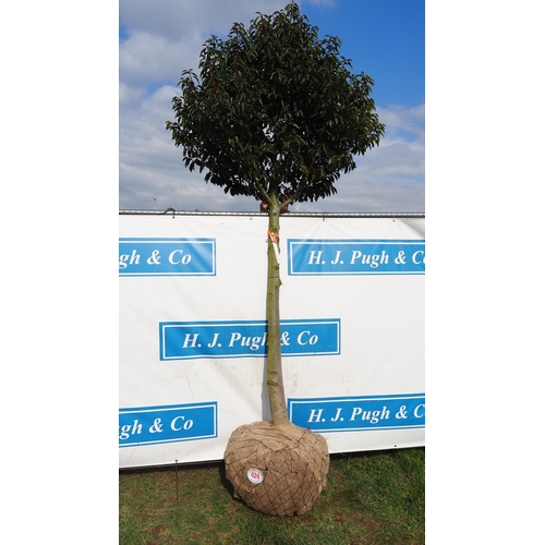 424 - Prunus rootball 10ft - 1