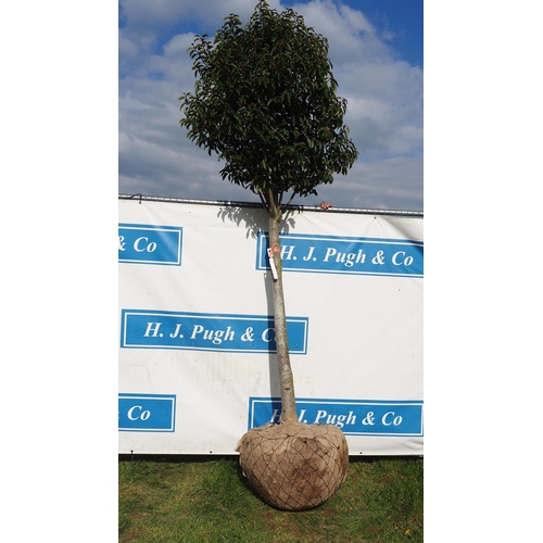 426 - Prunus rootball 10ft - 1